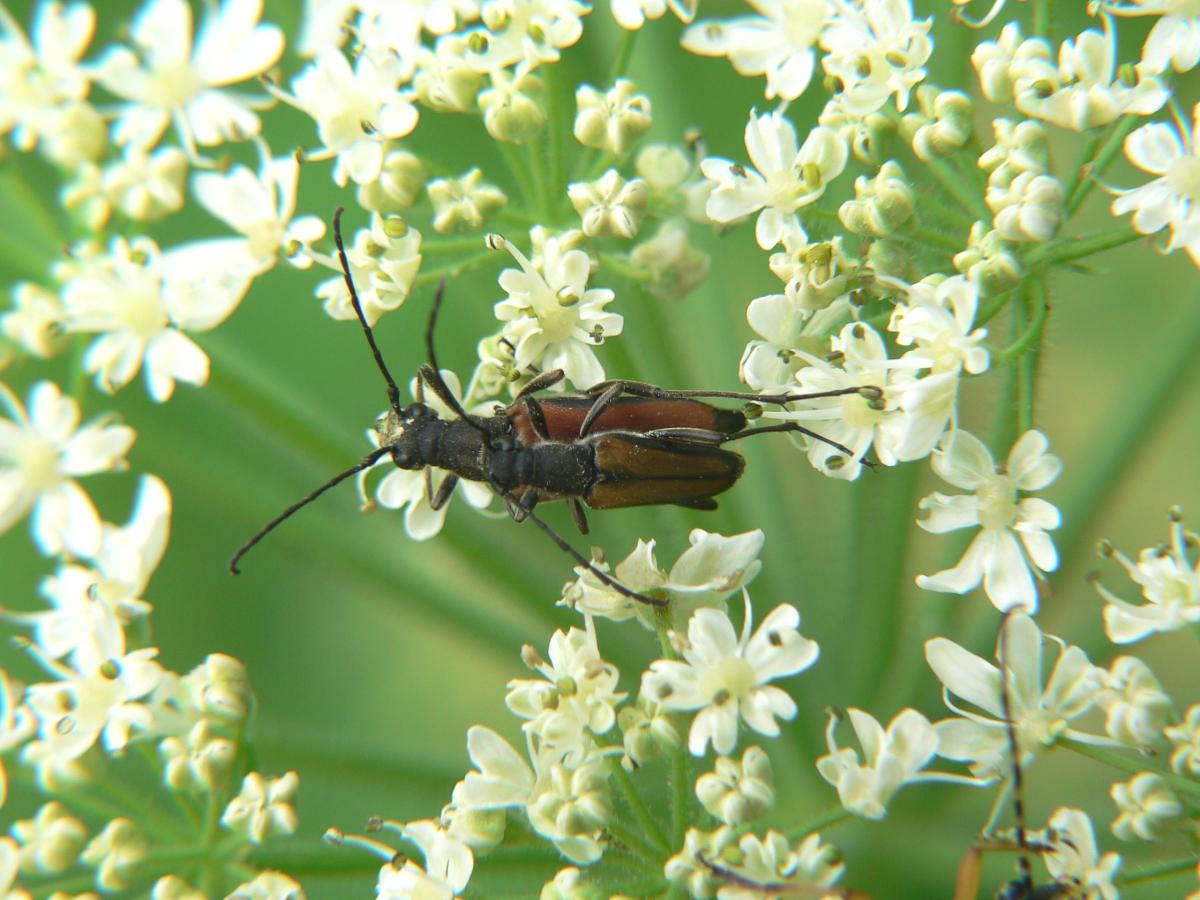 Cerambycidae ? - Anastrangalia dubia ssp. dubia